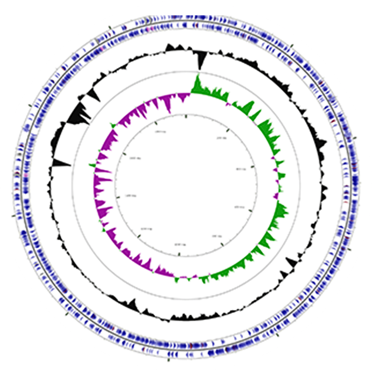 Business Partner Strains - B420™ BIFIDOBACTERIUM ANIMALIS SSP. LACTIS ...